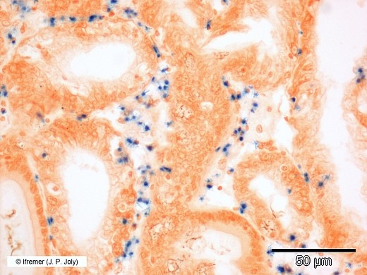 Mikrocytos mackini ISH (2)